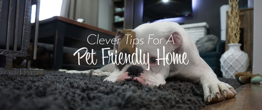 CLEVER TIPS FOR CREATING A PET-FRIENDLY HOME THAT IS EASY TO KEEP CLEAN USING PET FRIENDLY FURNITURE AND OTHER TIPS | Austin's Couch Potatoes Furniture