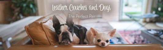 Leather Couches and Dogs: The Perfect Pair
