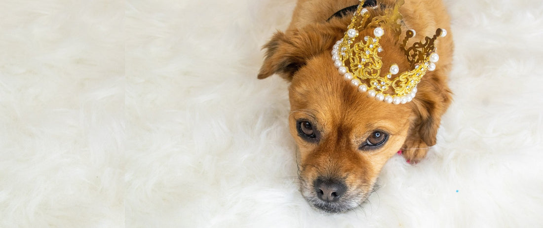 This is an image of a dog wearing a crown to represent our Regal pet beds. Our regal pet beds are some of the best pet beds on the market. It's durable, easy-to-clean, customizable, and eco-friendly.